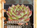 肉肉植物怎么养才好活？