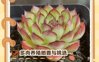 肉肉植物怎么养才好活？