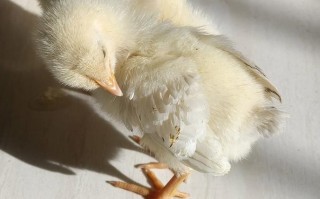 辽宁肉鸡雏多少价格