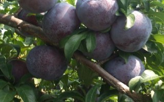 黑宝石李子是什么品种？