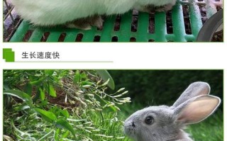 养什么品种兔子效益最高？