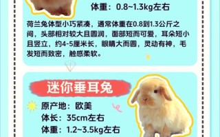买什么品种的兔子好？