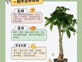 发财树怎么养才能更茂盛？