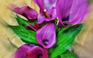 紫色马蹄莲怎么养才好？