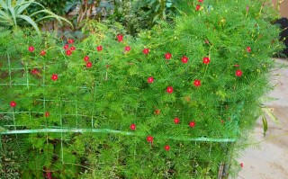 茑萝怎么养？养护方法有哪些要点？