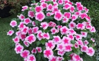 五瓣梅怎么种养？关键技巧有哪些？