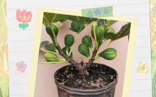 新农业水果盆栽种植方法