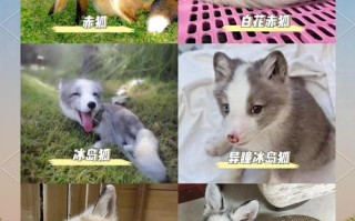 哪些狐狸品种能当宠物养？