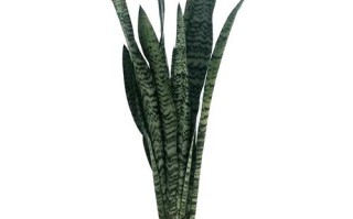 银脉虎皮兰是原始品种吗