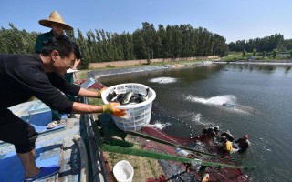 哪种水产养殖亩产最赚钱？