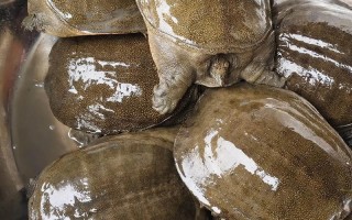 今日生态甲鱼价格多少