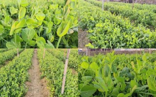 兰豆苗怎么种？最佳时间是什么时候？