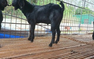 山羊品种最优选是哪个？