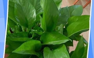 绿宝石是绿萝的品种吗？