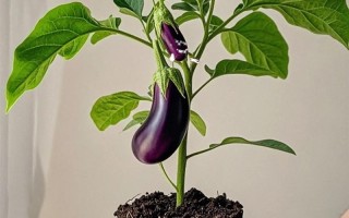 阳台种茄子，什么品种好？