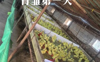 肉鹅品种饲养与管理技术