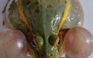 目前养殖青蛙什么品种好