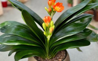 哪些君子兰品种好？看图识名！