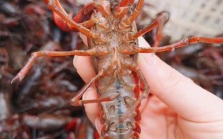 小龙虾用什么养殖