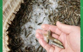 泥鳅养殖前用什么清塘