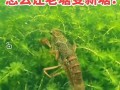为什么养殖龙虾