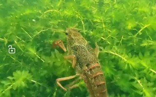 为什么养殖龙虾