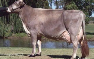 乳肉兼用牛有哪些品种？