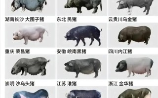 大黑猪是哪些品种杂交培育而成的？