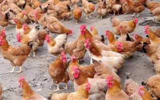 广东最好的养殖蛋鸡品种