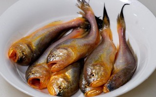 梅河口水产养殖适合养什么鱼好