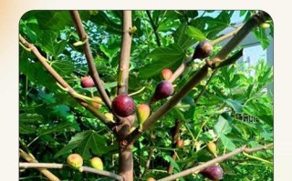 无花果怎么栽培？方法有哪些？