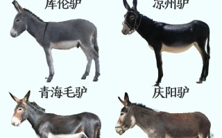 中国哪里的肉驴品种品质最优？