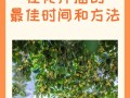 桂花树扦插最佳方法是什么？