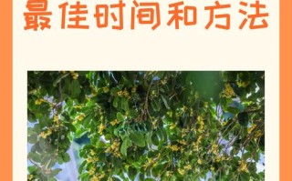 桂花树扦插最佳方法是什么？