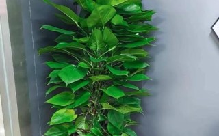 大叶绿萝有花叶品种吗？