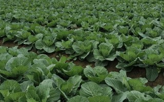 蓝菜怎么种？附图片详解种植方法