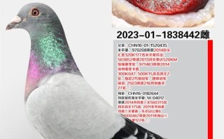 什么品种的鸽子最值钱？