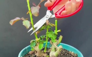 新栽蔷薇花怎么修剪？