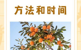 柿树何时嫁接？方法图片详解！