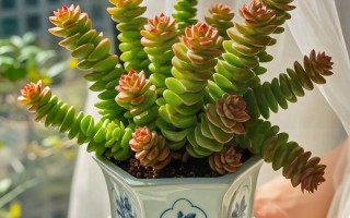 钱串子养商的方法具体有哪些？