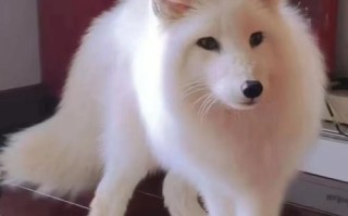 养殖狐狸品种有哪些？看图识种！