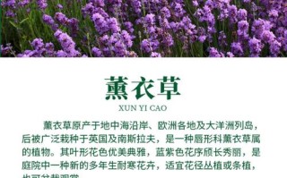 家里熏衣草怎么种？养护方法有哪些？