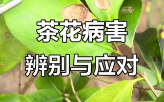 茶花常见虫害有哪些？如何有效治疗？