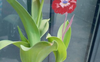 冬季郁金香怎么栽培？