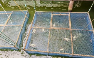 梭子蟹养殖笼什么样子