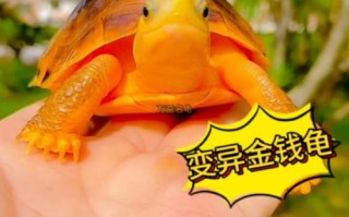 金钱龟哪个品种最值钱？