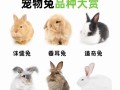 中国兔有哪些常见品种？