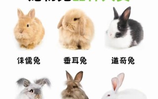 中国兔有哪些常见品种？