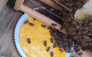 蜜蜂过冬需要喂些什么饲料