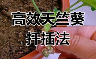 天竺葵水扦插繁殖方法